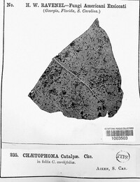 Chaetophoma catalpae image